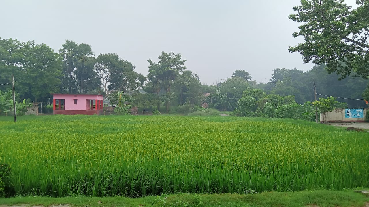 लहलहाता हुआ धान का खेत